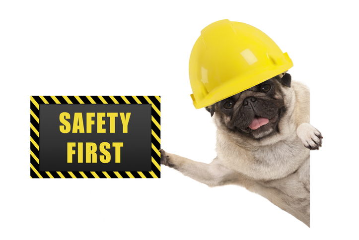 frolic smiling pug puppy dog with yellow constructor helmet, holding up black and yellow safety first sign board, isolated on white background