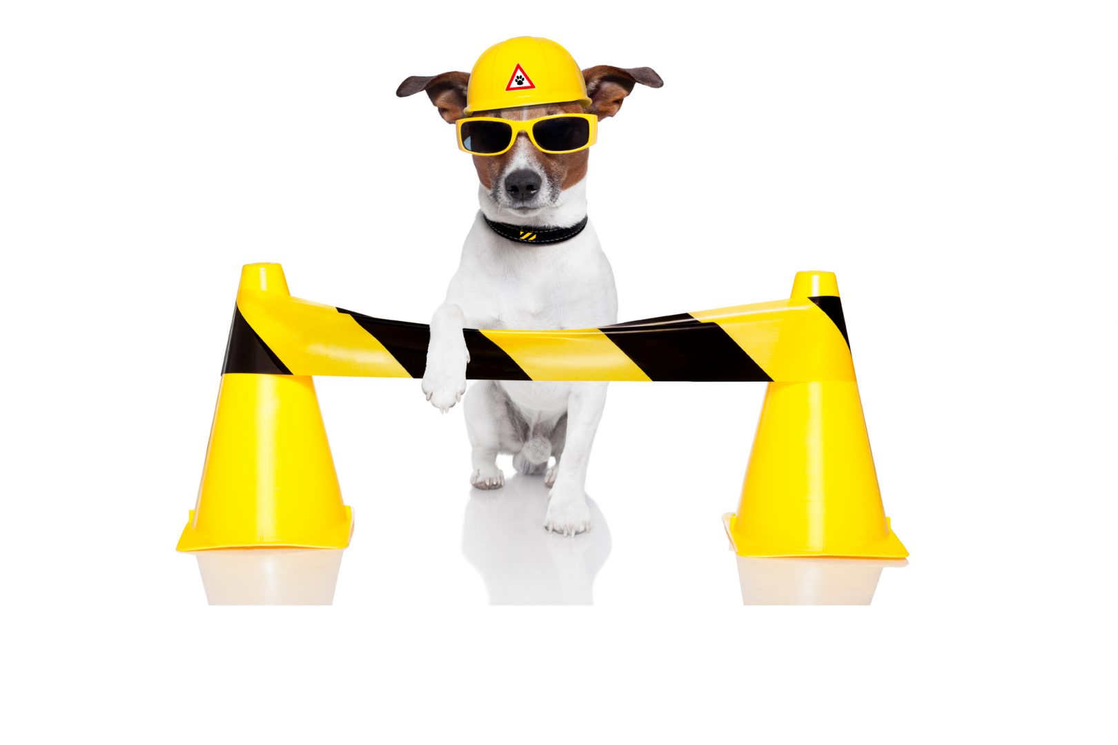 dog with safety cones